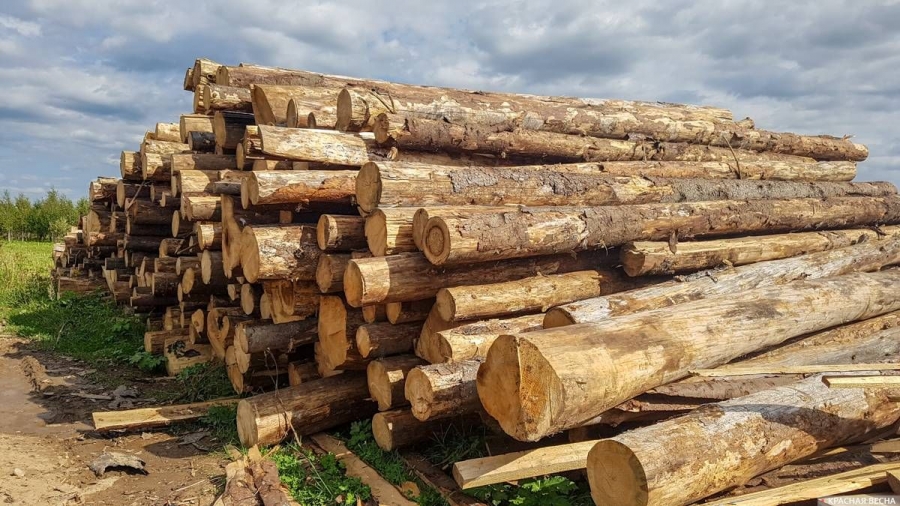 Костромские лесозаготовители нанесли экономике региона ущерб на 45 миллионов рублей