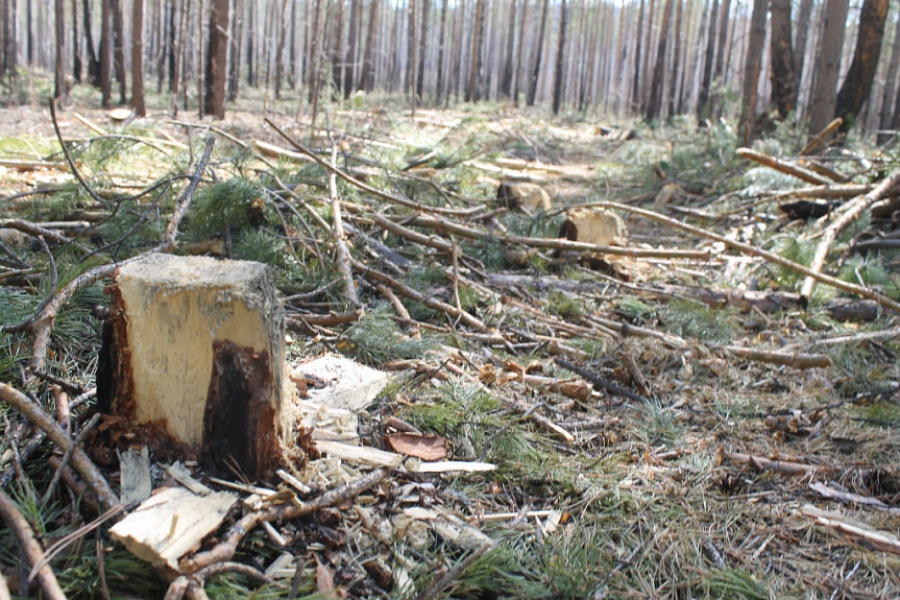 «Черный лесоруб» из Костромской области припас к Новому году десяток живых елок