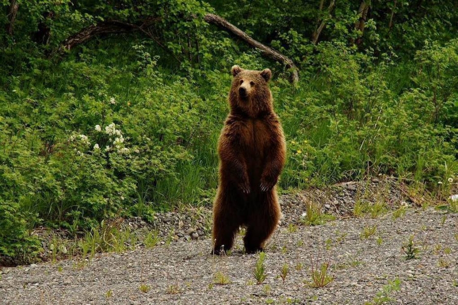 У костромского райцентра заметили наглых медведей