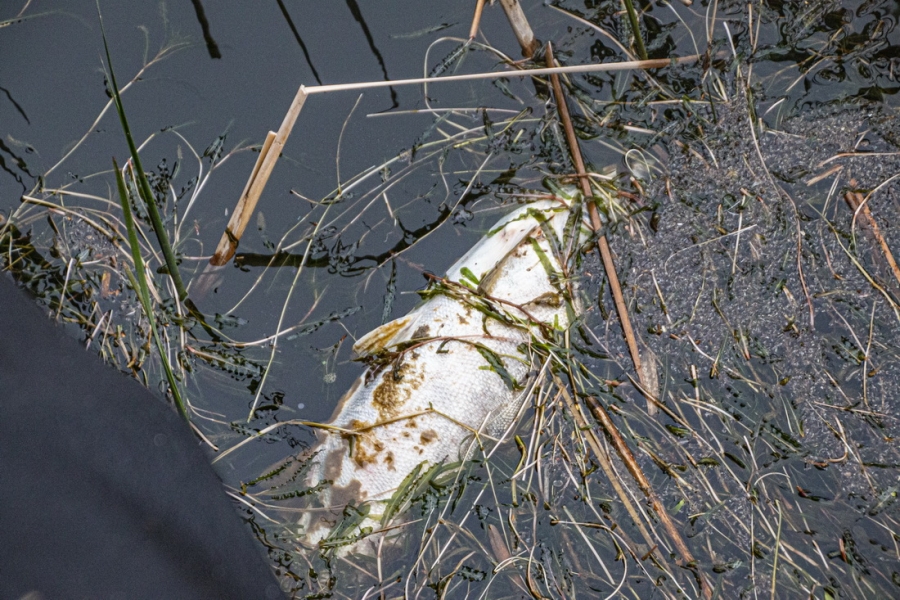 Проблемы природного изобилия: в Чухломском озере массово погибает рыба