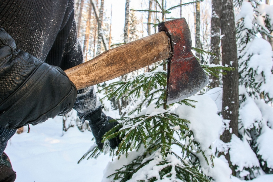 Незаконно срубленная елка обойдется костромичам минимум в три тысячи рублей