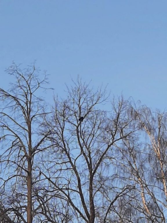 Сутки провела на дереве: в Костроме пожарные спасли замерзшую кошку (ФОТО)