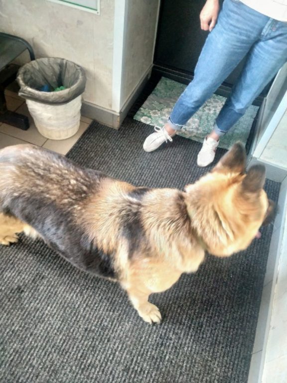 Жестоко избитую собаку забрали у костромского живодера