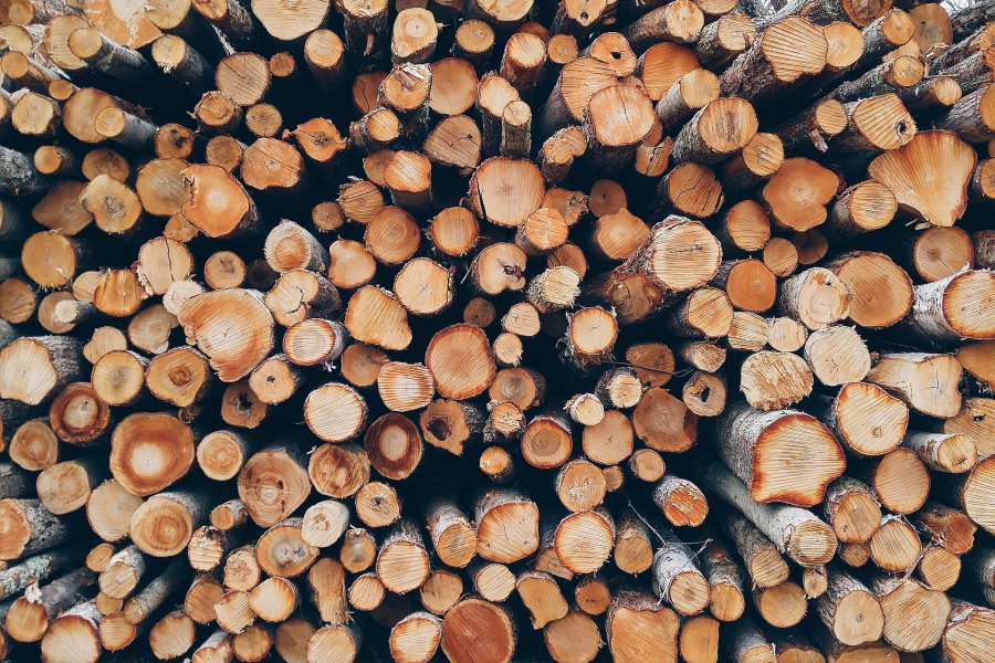 В Костромской области впервые за 15 лет смогли вырубить 6,5 миллионов кубометров леса