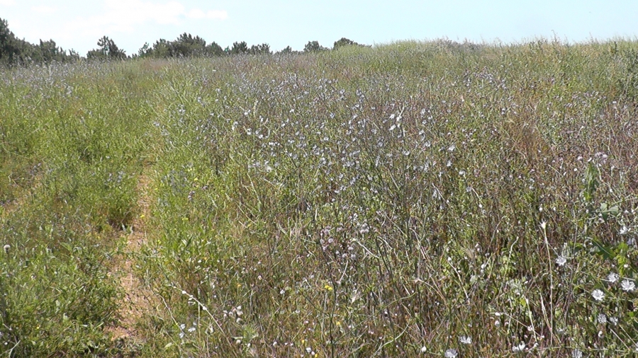Больше 200 гектаров сельхозугодий заросло сорняками в Костромской области