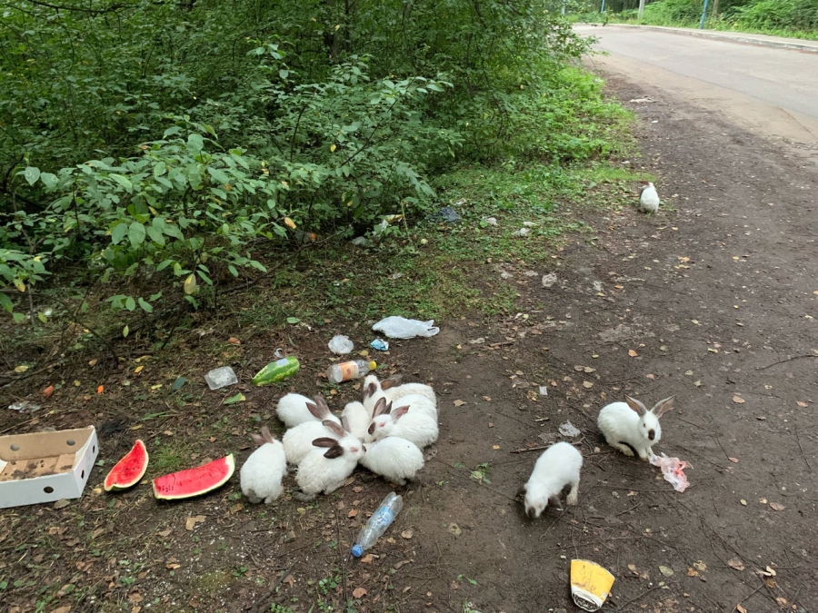 В Костроме около сотни домашних кроликов выкинули на улицу (ФОТО)