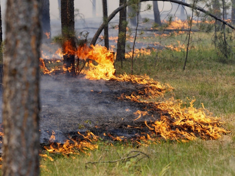 В Буйском районе потушен лесной пожар