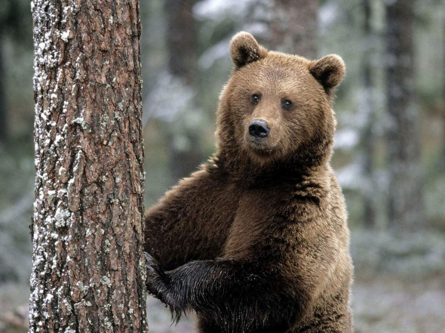 Костромские медведи чаще стали заражаться трихинеллезом