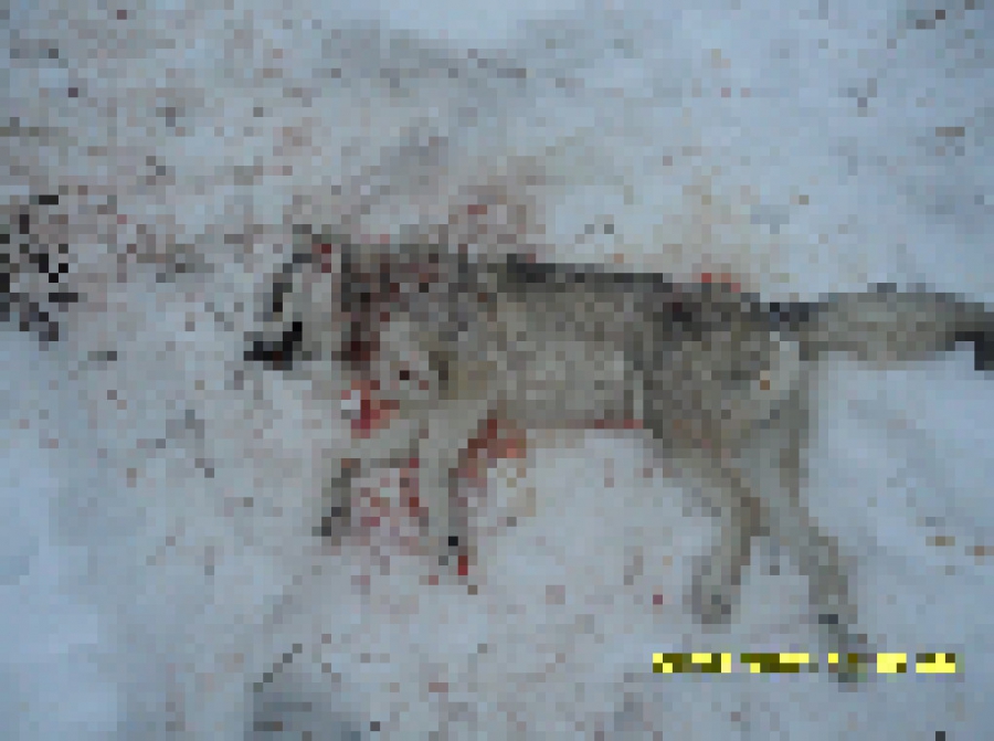 Жители костромской глубинки жалуются на собак-убийц