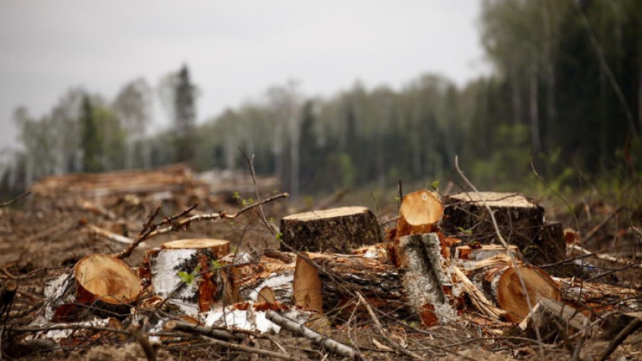 В Костромской области лесники недосчитались деревьев