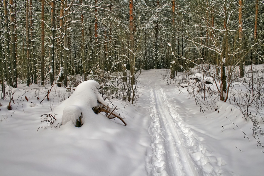 В лесу под Костромой заблудились два лыжника