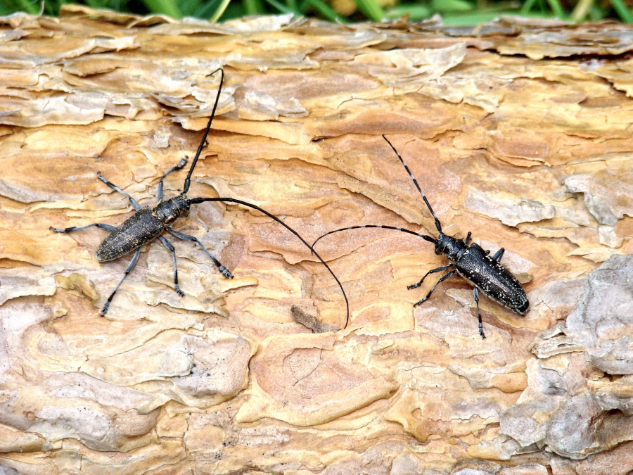 На костромские леса напали голодные жуки-усачи