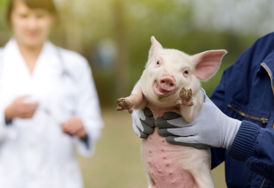 Костромичам рекомендуют присмотреться к свиньям