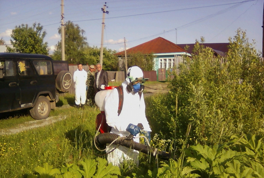 В Костромской области готовят новый план борьбы с борщевиком