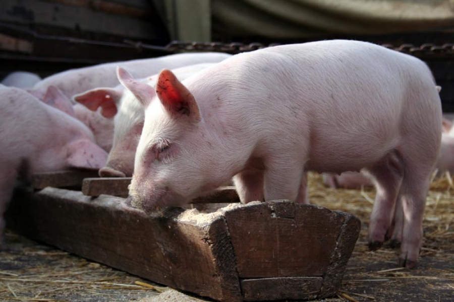 Дома костромичей обходят в поисках свиней