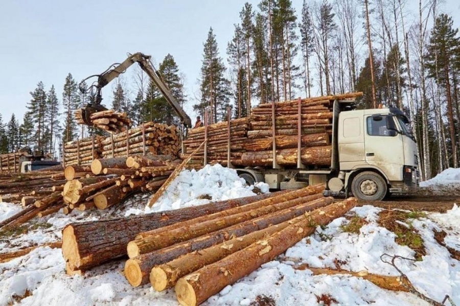 Костромская область попала в топ регионов по объемам заготовки древесины