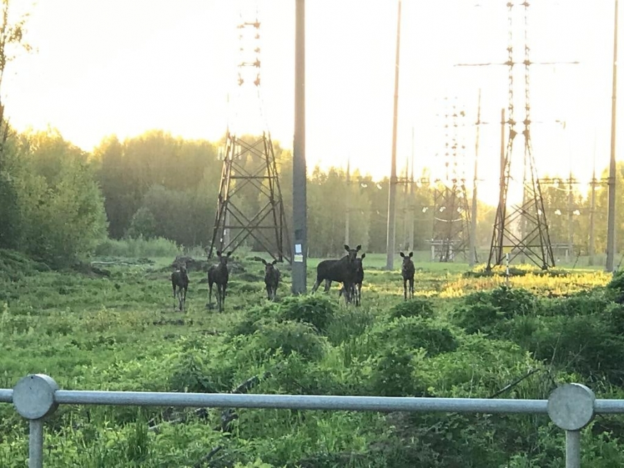Дорога Кострома-Караваево стала опасной из-за лосей