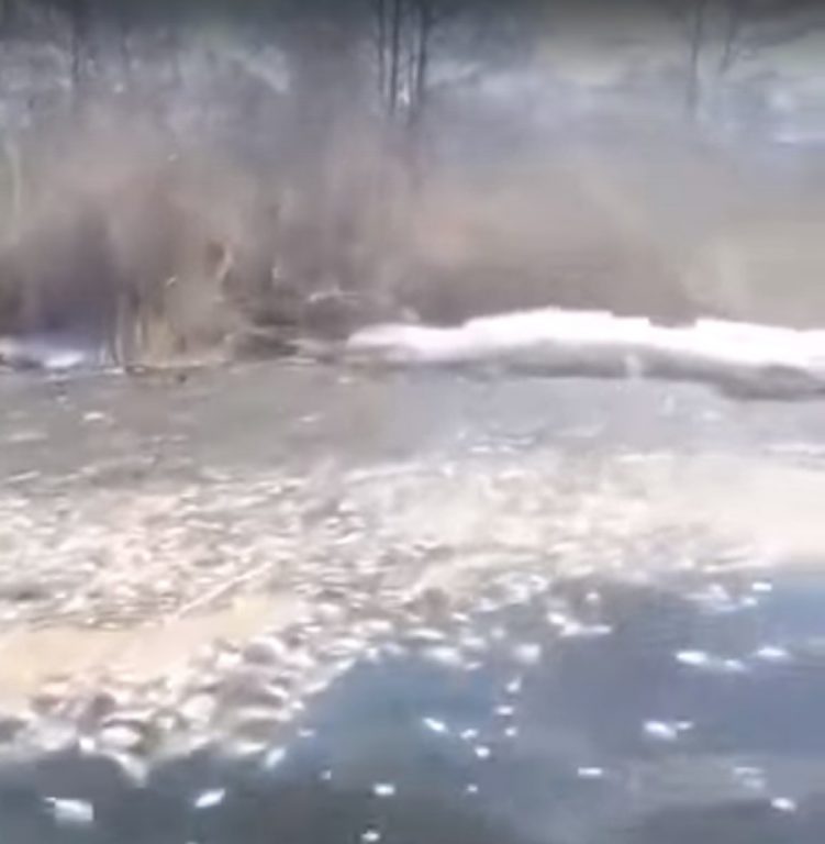 В крупном озере Костромской области массово погибла рыба
