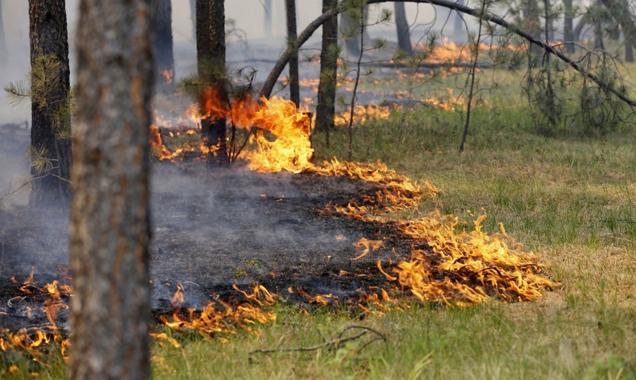 Лесной пожар в Костромской области не могут потушить вторые сутки
