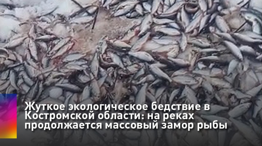 На реках и озёрах Костромской области наблюдается массовый замор рыбы (ВИДЕО)