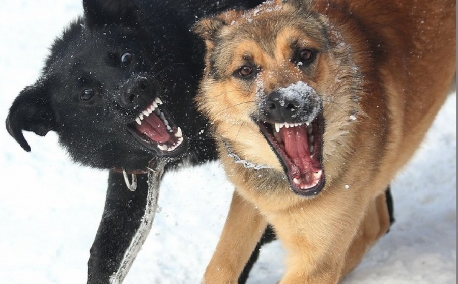 В костромском микрорайоне Якиманиха агрессивные собаки покусали ребенка