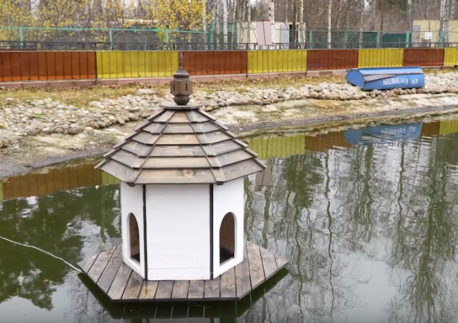 Лебедям в Костромском зоопарке подарили дом (ВИДЕО)