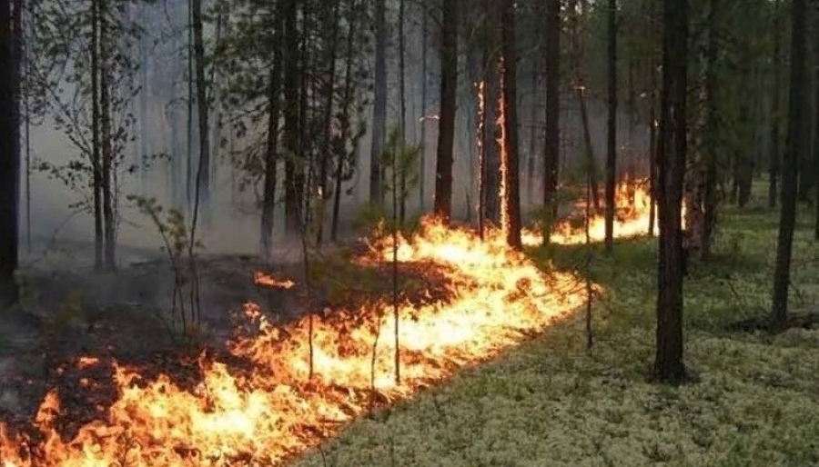 Костромичам снова запрещают готовить еду на открытом огне и ходить в лес