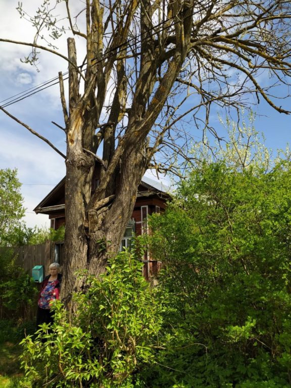 Аварийное дерево угрожало жизни костромской пенсионерки