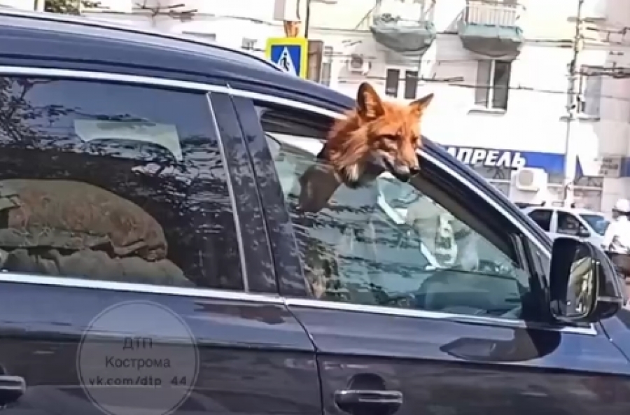 Костромичей удивил катающийся на автомобиле лис