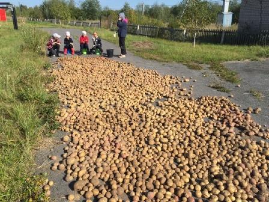 Костромские дети накопали более 500 килограммов картошки на пришкольном участке