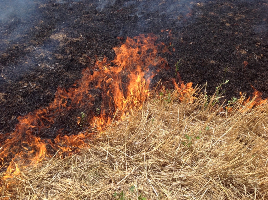За неделю костромские пожарные выезжали на пал травы более 40 раз