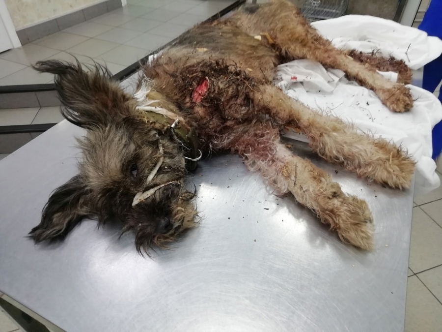Костромского живодёра, кровожадно зарезавшего невинную собаку, будут разыскивать