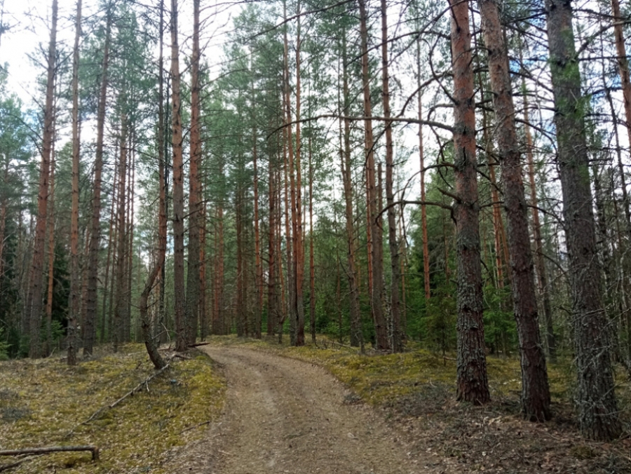 В костромских лесах хранится больше 400 миллионов тонн углерода