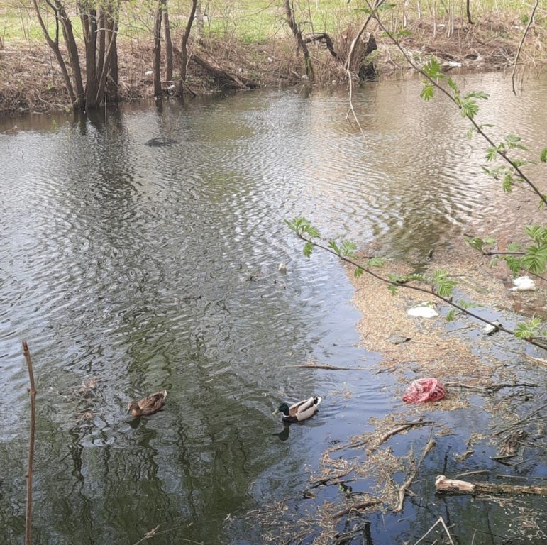 В Костроме ради помощи уткам экстренно почистили пруд на улице Самоковской