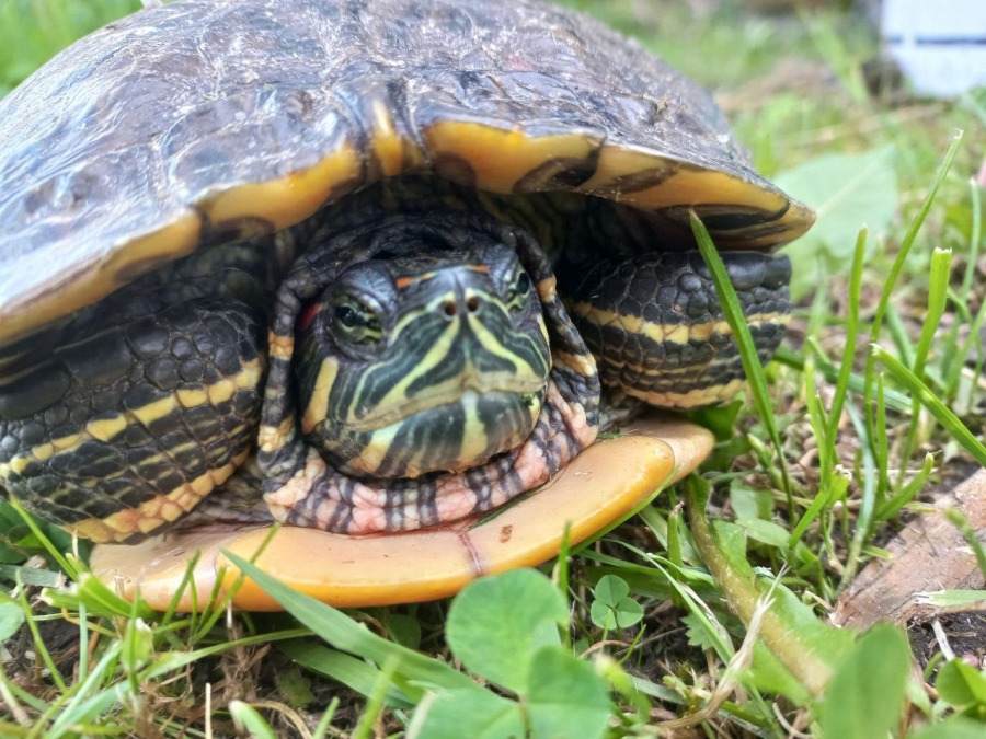 Под Костромой нашли одинокую раненую черепаху (ФОТО)