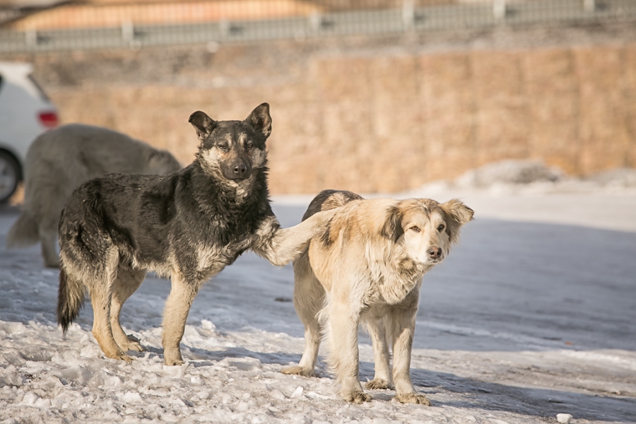 Одичавшие собаки покалечили трех костромичек в Якиманихе