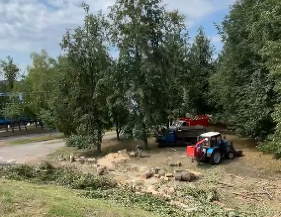 Костромичей возмутила вырубка деревьев в центре города