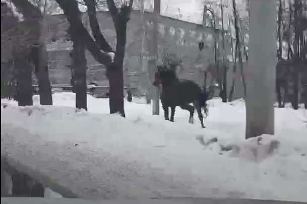 Костромичи вновь услышали стук лошадиных копыт по улицам