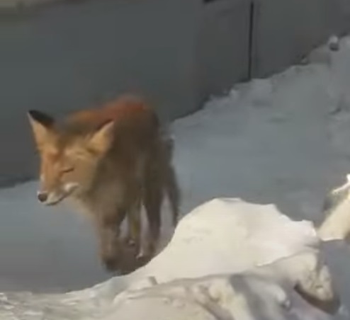 По улицам костромского райцентра бегает страшная лиса
