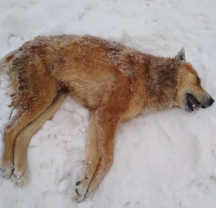 В Костромской области при неизвестных обстоятельствах погибли две крупные собаки (ФОТО)