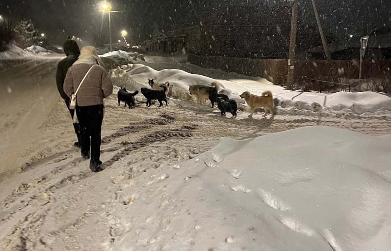 Стаи собак держат в страхе целый поселок в Костромской области (ВИДЕО)