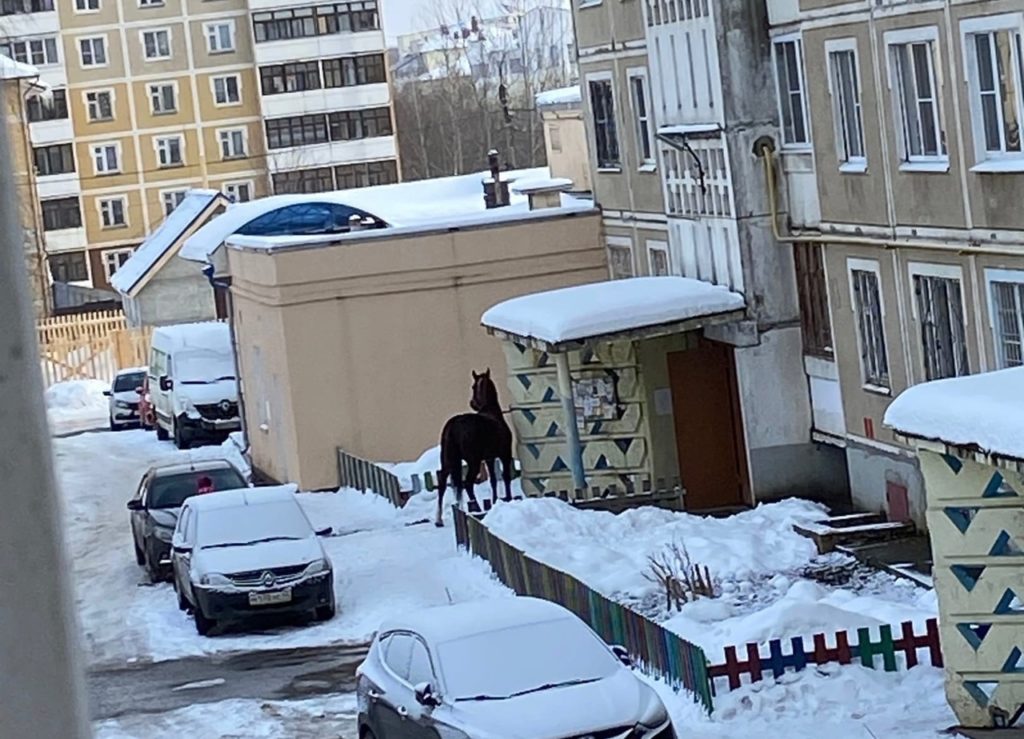 Костромичей удивила лошадь, «припаркованная» у одной из многоэтажек