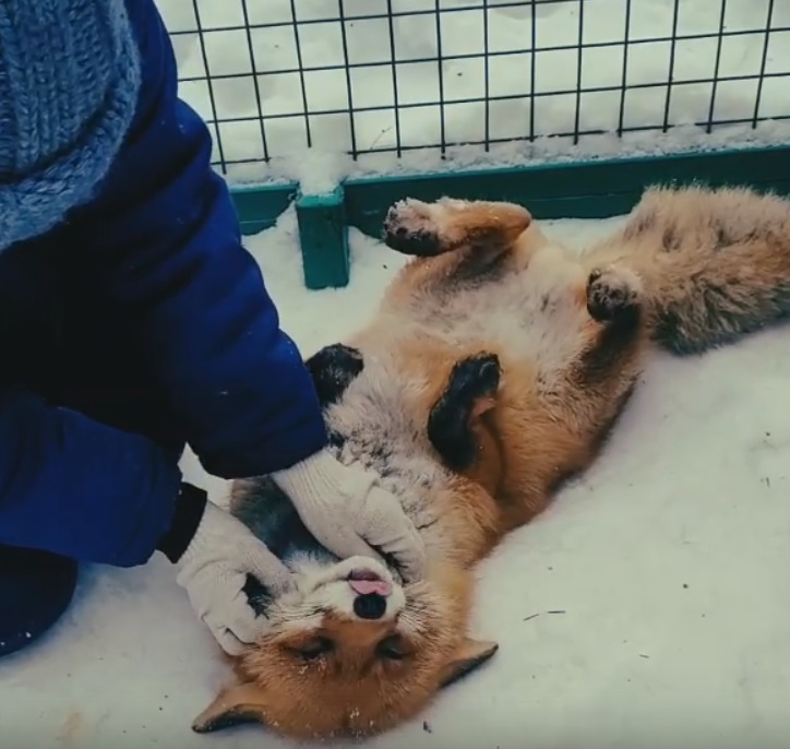 Костромской зоопарк опубликовал видео счастливого лиса Федора