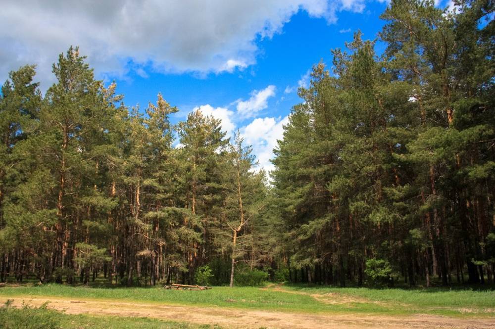 Эксперты подсчитали площади костромских лесов