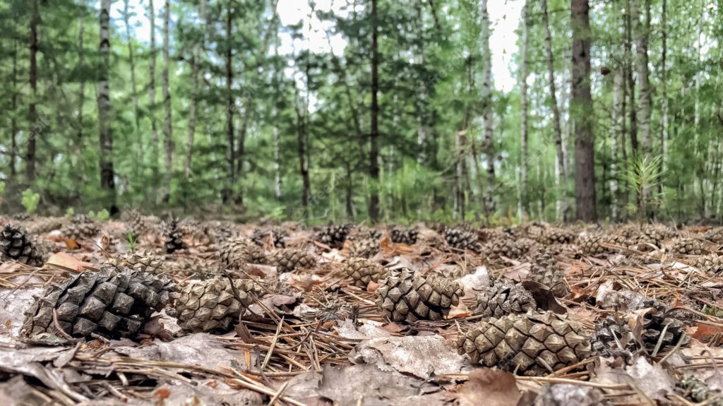 В Костромской области начали заготавливать семена для лесных питомников