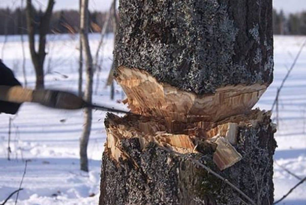 Костромичи возмущены вырубкой деревьев под корень