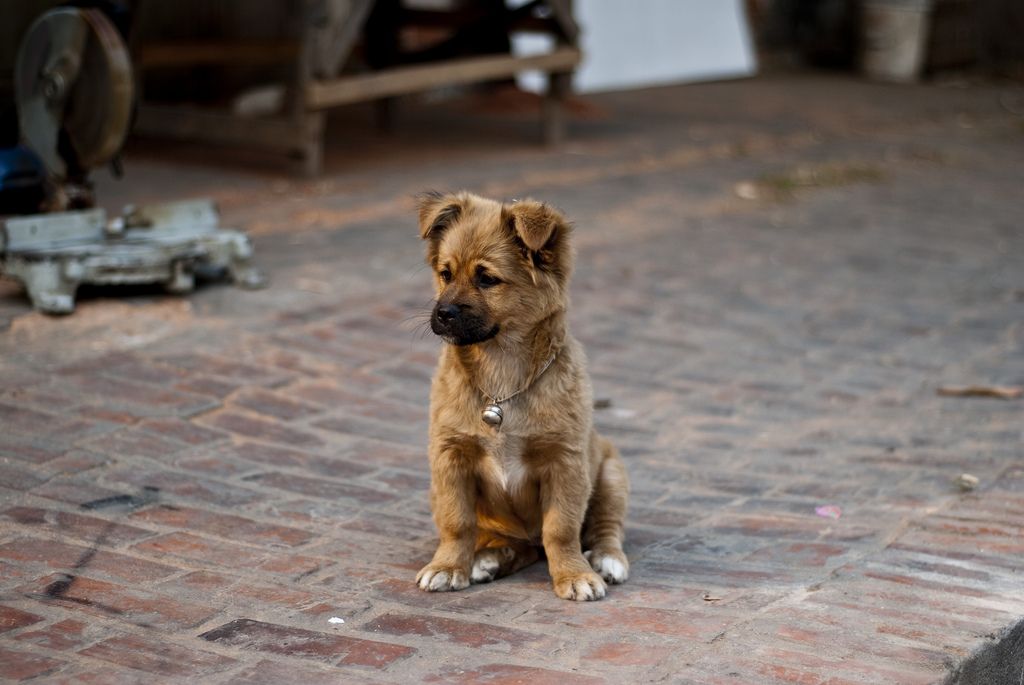 В Костроме началась охота за бездомными собаками
