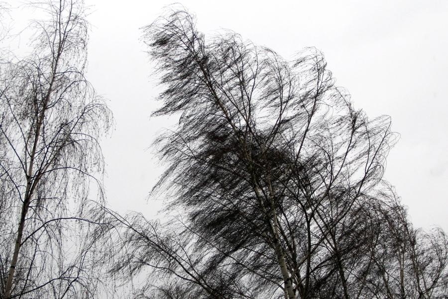 Сильный ветер не утихнет в Костроме до завтрашнего дня
