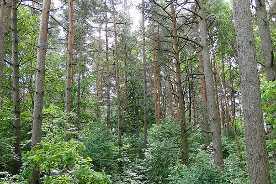 В Костромской области насчитали почти миллиард побитых жизнью деревьев