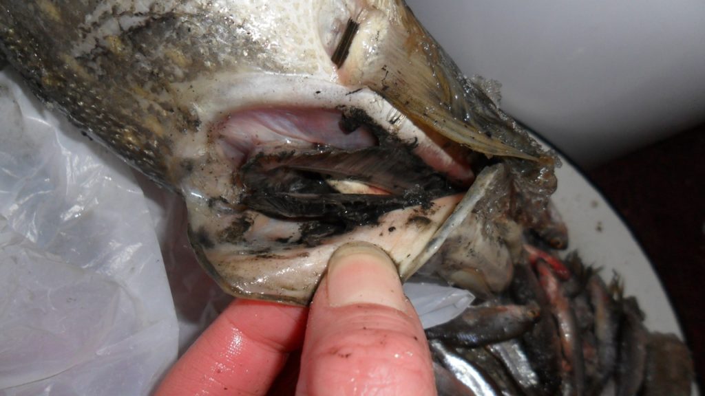 В реке Кострома обнаружена рыба с явными признаками отравления